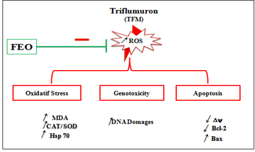 Figure 8: Immunochemical detection of Bax and Bcl-2 after exposure of Hep G 2 (A) and HEK-293 (B) cells to FEO (200 µM), TFM (IC 50 value for each line) and the combination FEO + TFM.