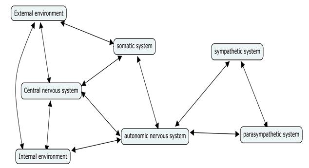 Figure 1: Central nervous system.