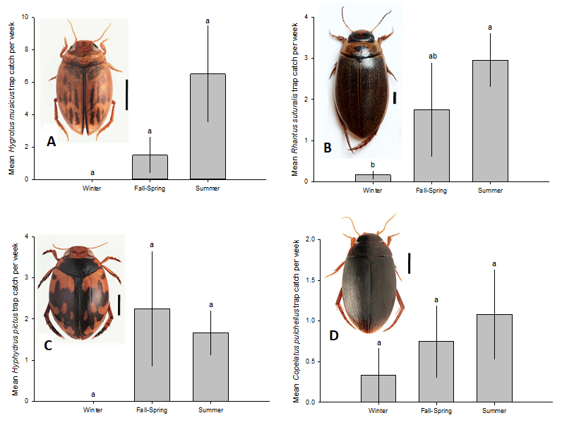 Figure 4: Pattern of trap catch per week of thirteen species of Dytiscidae at Al-Hassa Oasis during study period. Values are mean ± SEM and bars bearing different letters are significantly different (Tukey’s HSD, P < 0.05).