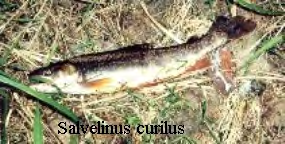 Figure 2: Southern Dolly Varden (from Wikipedia).