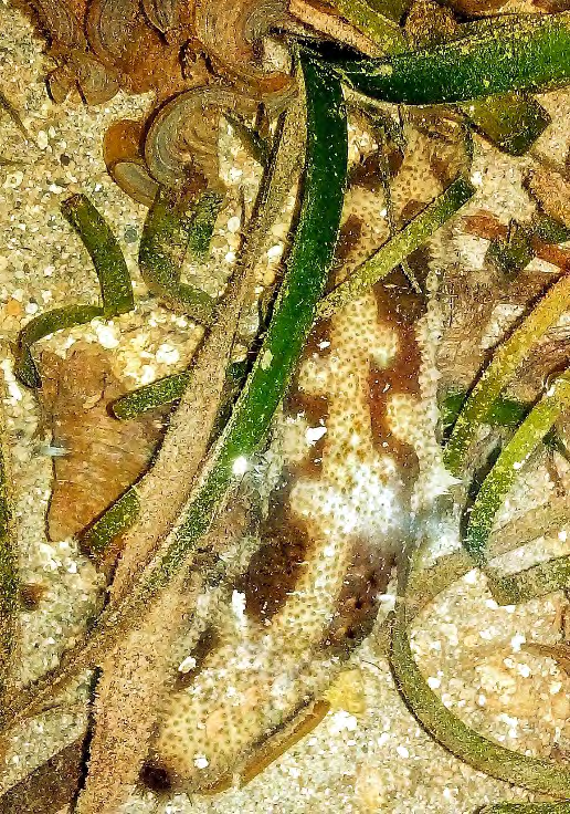 Figure 1: Sea cucumber _Bohadchia_ sp. lives in seagrass habitats. Its morphology shows a similarity to the species _Bohadchia cf. similis_. The body shape of sea cucumbers in general is cylindrical, extending from the tip of the mouth to the anus (orally-aborally). Like the Echinoderms in general, the body of the sea cucumber is a radial symmetry with a horizontal axis. Another characteristic are the presence of a skeleton shape and a water-vascular system. The skeleton of the sea cucumber is modified in the form of microscopic spicules and is scattered throughout the body wall.