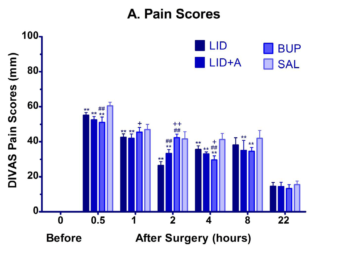 Figure 1: Postoperative pain was scored using a DIVAS in 40 goats for 22 hours following rumenotomy. Goats were preemptively injected with meloxicam and premedicated with diazepam. Paravertebral anesthesia was achieved with lidocaine, lidocaine+adrenaline, bupivacaine and saline. Rumenotomy was performed and incisional infiltration of lidocaine, lidocaine+adrenaline, bupivacaine and saline before suturing the incised skin. Basal pain scores are not shown because the goats were not in pain prior to surgery and their scores were zero. **P < 0.01, *P < 0.05; LID/ LID+A/BUP group vs. SAL group. ##P < 0.01, #P < 0.05; LID+A /BUP vs. LID group. ++P < 0.01, +P < 0.05; BUP vs. LID+A group; One-way ANOVA followed by Bonferroni’s post-test.