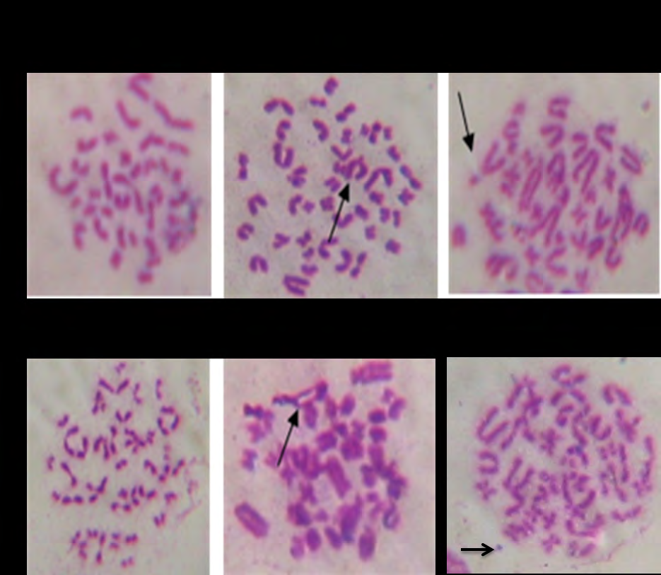 Figure 1: The depicted figure showed the chromosomal aberrations induced by gadolinium chlorides at 20 mg /kg as (a) normal (b) association (c) gab (d) polyploidy and (e) ring (f) fragment.