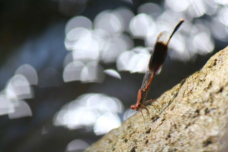 Figure 12: Black-winged Bambootail – Disparoneura quadrimaculata.
