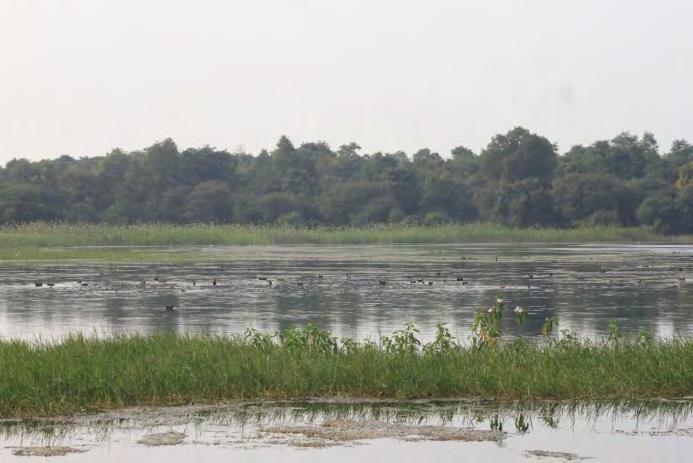 Figure 2: Gorewada Lake with Migratory Birds.