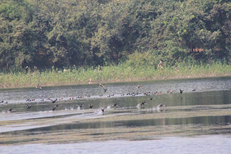 Figure 3: Migratory Birds.