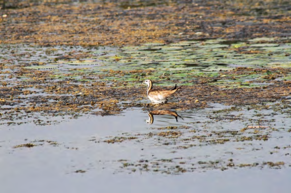 Figure 5: Pheasant tail jacana.