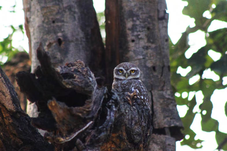 Figure 7: Spotted Owlet.