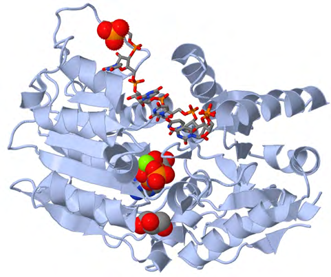 Figure 1: The different promoter sequences and accessory domains that aid in RNA unwinding (local strand separation). The regions in red are ATP binding domains and the regions in yellow are RNA interaction domains. Specific sequences termed DEAD-box proteins are also present that help catalyzes reactions in which ATP does not need to be directly hydrolyzed, as long as it binds to the domains on the strand.