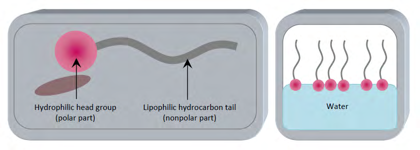 Figure 5: surfactant structural form.