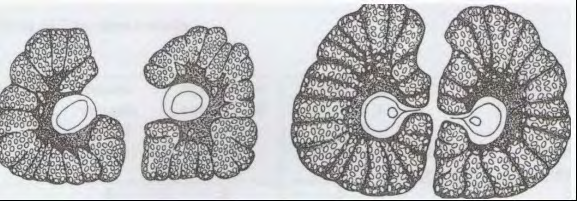 Figure 1: Characteristics of peritrema on H. diana (left-hand) and on H.actaeon (on the right) [10].