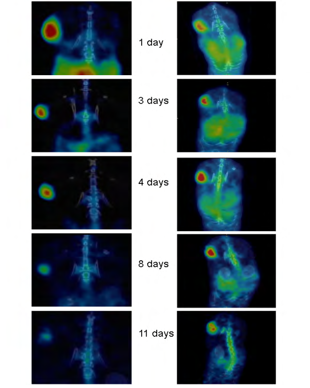 Figure 1: Coronal images of 89Zr-Bev.uptake as a function of time in HT-1080 xenografts in athymic mice (left) and BALB/c mice (right).
