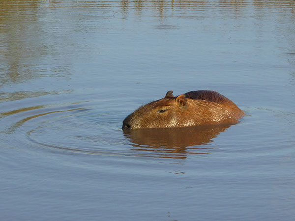 Figure 1: Capybaras.