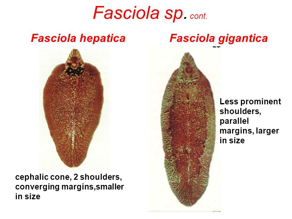 Figure 1: Morphology of Fasciola spp.