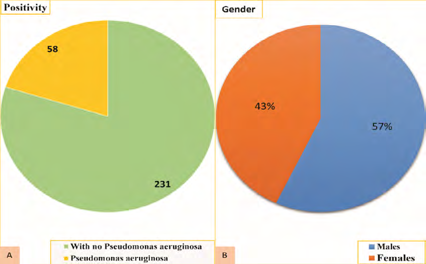 Figure 2: Positivity rates and genders contribution. A; prevalence of P. aeruginosa in total samples and B; shows gender distribution of patients.