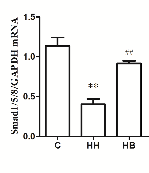 Figure 3: Expression of α-SMA, CD31 and Smad1/5/8 protein in each group. **_P_<0.01 vs C group; #_P_<0.05 vs HH group.