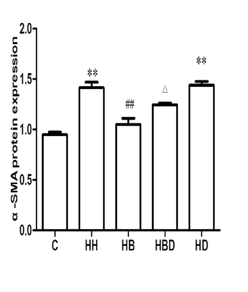 Figure 8: Immunofluorescence images of pulmonary arteries in each group (×200).