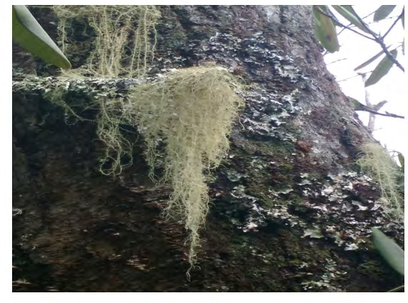 Figure 2: Usnea sp. Family Parmeliaceae, Collected by: Tilson; Locality United States, Virginia, Abingdon, USA. Hosted by; http://mycoportal.org).