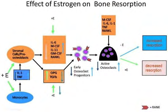 Figure 3: Depicts the pathogenesis of postmenopausal osteoporosis.