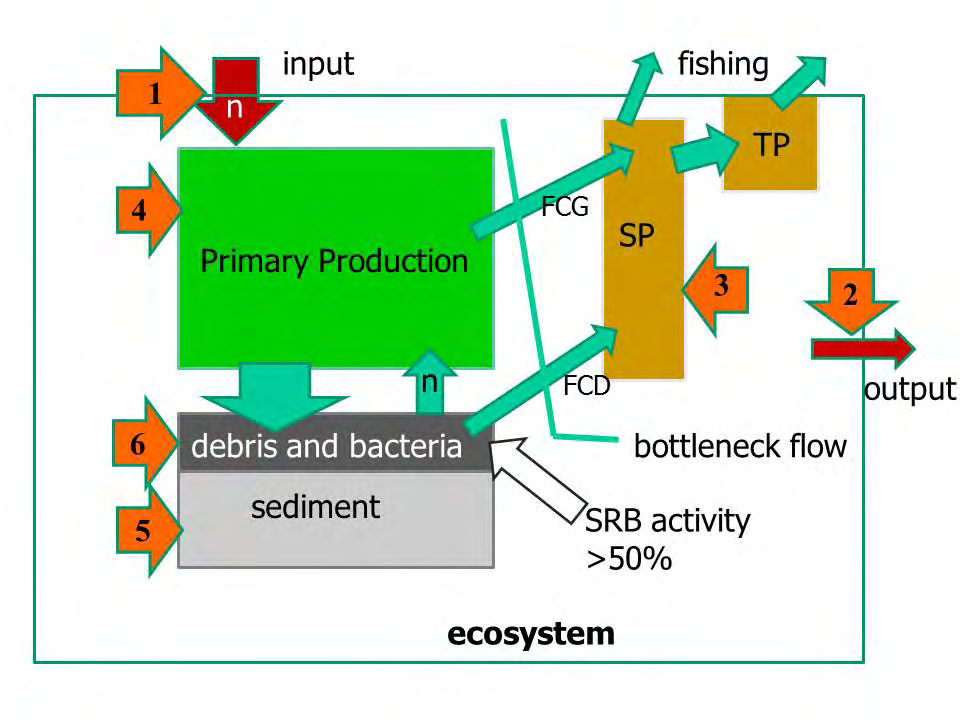 Figure 2: Different approaches to counteract eutrophic crises, acting at different levels of the lagoon ecosystem (arrows 1-6). SRB, sulfate reducing bacteria; FCG and FCD, flows of the grazing and detritus chains, respectively; SP and TP, secondary and tertiary productions, respectively.