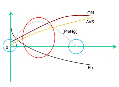 Figure 4: Diagram (concentration to the ordinates, and varying environmental conditions to the abscissas) shows hypothetical sediment conditions from the oxidized state (left), to an increasingly reduced anoxic state, proceeding to the right on the abscissas. The trend of redox potential (Eh in mV; black line) goes towards increasingly negative values (from left to right) with the gradual decrease of dissolved oxygen, in conjunction with the increase in the load of organic matter in sediments (OM; brown line). As this situation proceeds towards anoxia/dystrophy, sulphate-reducing bacteria activity increases, therefore acid-volatile sulphides (AVS) concentration increases (yellow line). Sulfate-reducing bacteria operate the methylation of Hg. This last procedure increases with increasing bacterial activity, until the concentration of the AVS becomes high enough to inhibit the process (trend of the gray line). Therefore, two moments are identified in which the concentration of MeHg is the lowest or zero (blue circles), and an intermediate phase in which this concentration is at the highest values (red circle), which could coincide mainly with the intermediate seasons from Lenzi, et al. [64].