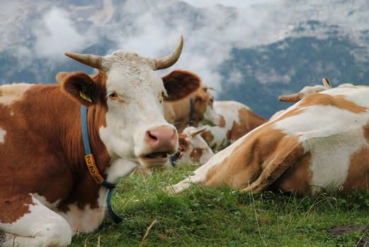 Figure 2: Transhumant cows in alpine mountains.