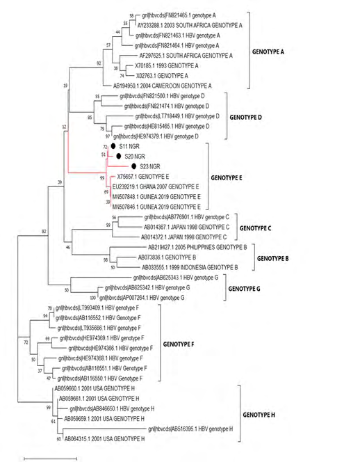 Figure 2: Phylogenetic analysis of HBV S gene sequences.