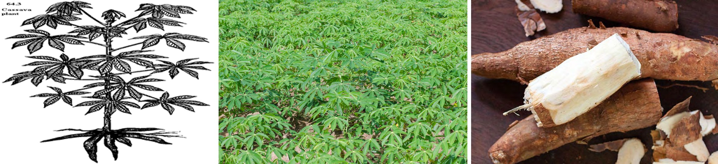 Figure 2: Cassava Plantc, roots and skin which form important commodity for epidemic chain brake power.