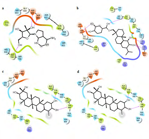 Figure 3: Showing H- bonds interaction and neighboring residues of NS5 domain of ZIKV with: (a) 7DMA, (b) SANC00235, (c) SANC00257, and (d) SANC00373.
