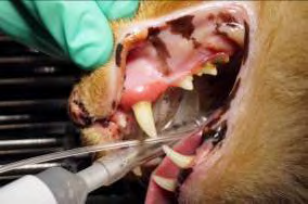 Figure 1: Alveolar Osteitis (AO) associated with the maxillary left canine.