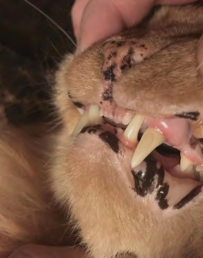 Figure 17: Clinical appearance 9 days post insertion of the implant restoration demonstrating non-inflamed gingival tissue.