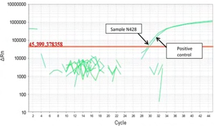 Figure 2: Real Time PCR Assay on N428 Sera Sample.