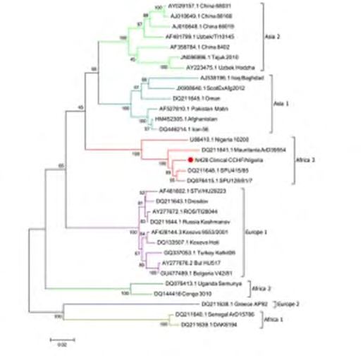 Figure 4: Maximum Likelihood phylogenetic tree showing relationship distance obtained by comparing CCHFV S-segment open-reading frames.