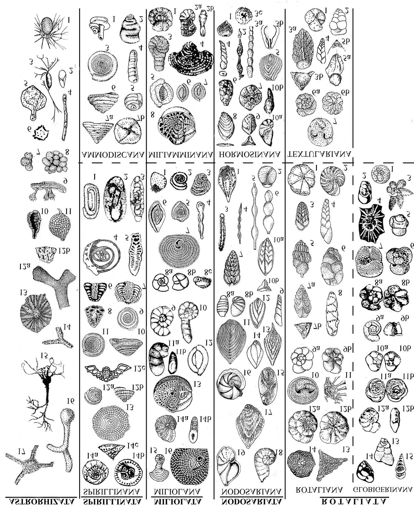 Figure 2: Morphological classification of the Phylum Foraminifera [83,84,85,121-125]: borders between classes marked by complete line, borders between subclasses – by the dotted line (after Mikhalevich, 1992 – modified).