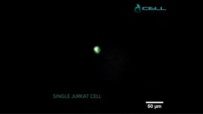 Figure 3: MitoGreen in a single live 3D cell.