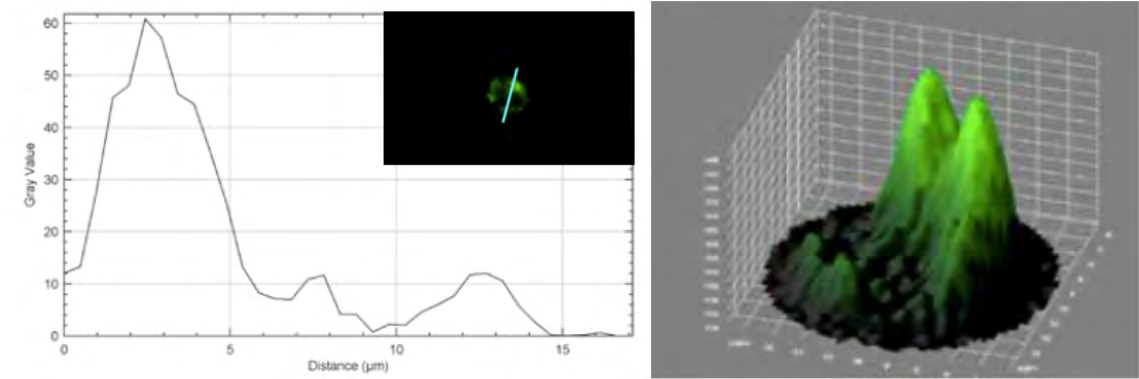 Figure 4: Image J software: Plot profile and 3D surface Left: The plot profile plugin is used to generate fluorescence intensity graphics along a straight line that passes through the cell. Right: The 3D surface plot plug-in is used to visualize the distribution of spatial fluorescence intensity in 3D.