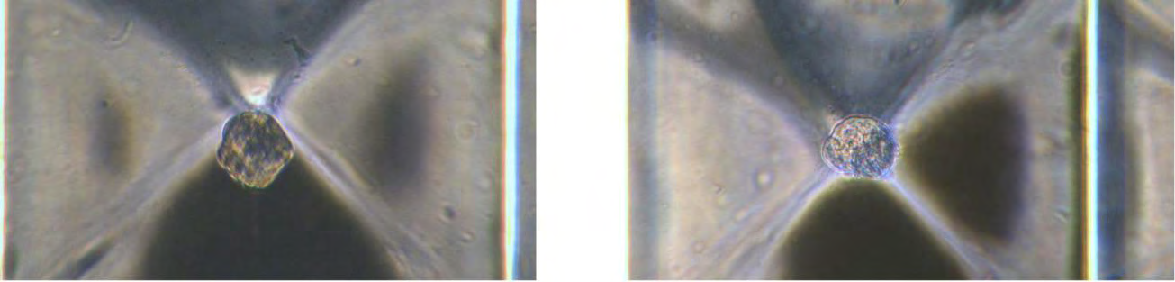 Figure 7: Analysis of MitoGreen labelled MCF-7 spheroid. A: CELLviewer acquisitions in Bright-field channel (top) and in GFP-channel (below) at 3 different timepoints. B: Scatter Plot of MitoGreen Max Fluorescence Intensity (Grey Values) over the course of experiment. Scale bar: 50 μm.