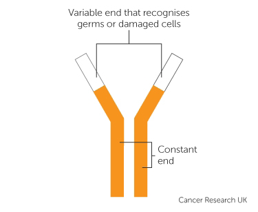 Figure 1: Typical Antibody.