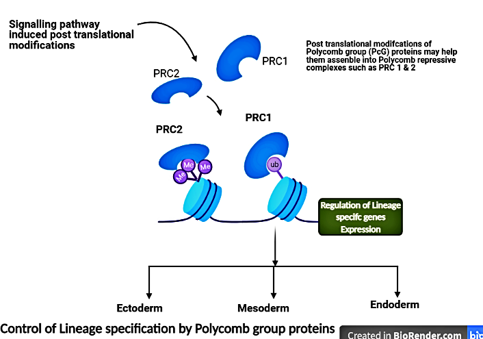 Figure 1: The schematic shows that signalling pathways may lead to post translational modifications of Polycomb group (PcG) proteins, these modifications may help assemble into large multimeric protein complexes - Polycomb repressive complexes (well known are PRC1 and PRC2) at specific gene. The PRCs catalyze histone modifications that regulate lineage specific genes, this leads to gene expression characteristic of germ lineages such as ectoderm, mesoderm and endoderm.