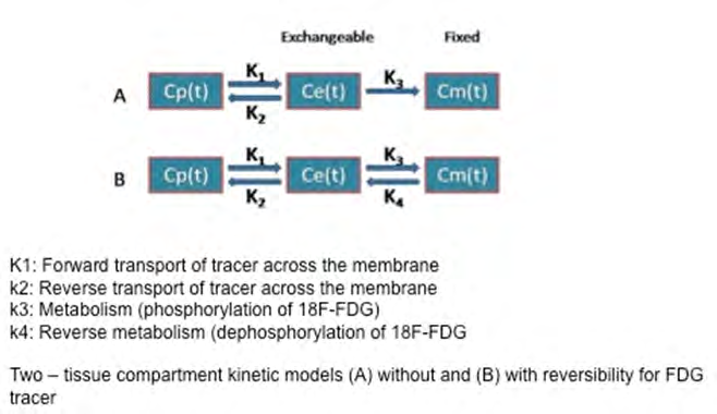 Figure 2: Two compartmental kinetic model for 18F-FDG estimating the tracer flow rate parameters between the blood-pool/ plasma compartment and the tissue compartments. The tissue compartments are a transfer/ exchangeable compartment, where FDG is intracellular and reversible and a metabolic compartment where FDG is in irreversible FDG-6-phosphate form.