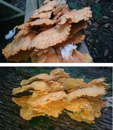 Figure 1: _Laetiporus sulphureus_ (Bull.) Murrill.