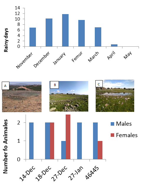 Figure 1: Number of rainy days in the area of the winter pool and the three main seasonal changes in the pool. (A) Pool during the summer before the rains. (B) Pool when the rain starts; pool is still empty and only annual vegetation covers the area. (C) Pool full of water. The terrestrial newt stage is found in the pool in December and the aquatic newt stage in January and February.