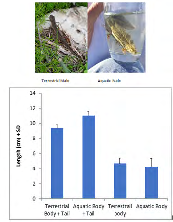 Figure 3: Measurements of mature males (terrestrial n = 5, aquatic n = 4) (average and SE).