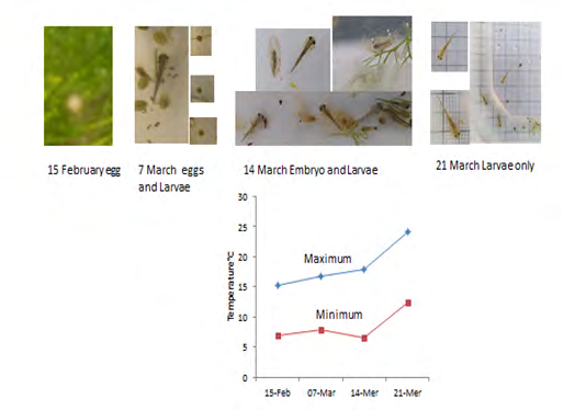 Figure 7: Regression conducted on data of larval size that had been recorded for the winter pond was y = 3.5853e0.0352X, R2 = 0.9748. The duration of growth in the winter pond (Nahalit) was about 2.5 months. The SD of the larvae increased as the age of the tadpoles increased. The growth rate clearly shows an exponential curve.
