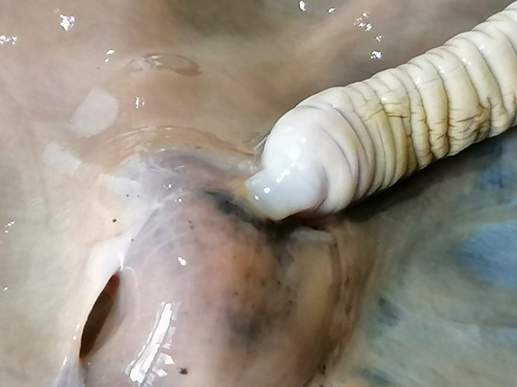 Figure 2: Mucosal invasion of the proboscides of Macracanthorynchus hirudinaceus (Pallas, 1781).
