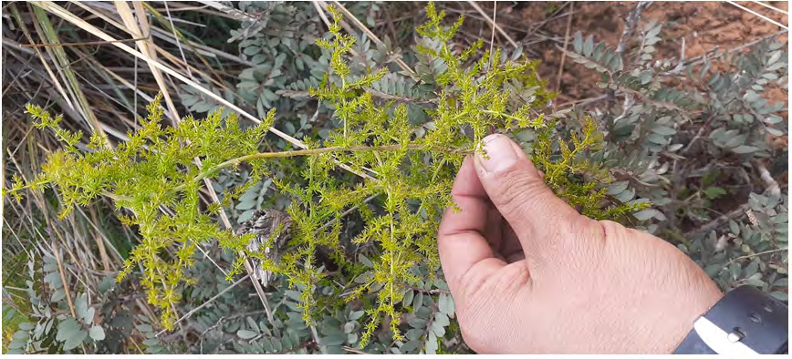 Figure 1: Asparagus altissimus (15/3/2021 Aouadj S.A).