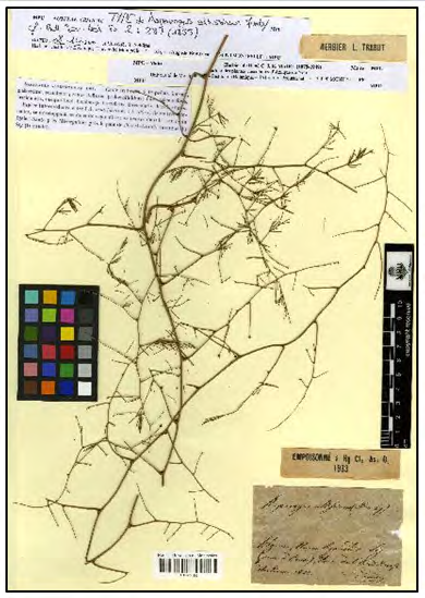 Figure 2: Specimen (UM-MPU-MPU001383) of Asparagus altissimus by G.L. Durando in 1852 (Montpellier, MPU, UM 2, SC & VB - 2007).