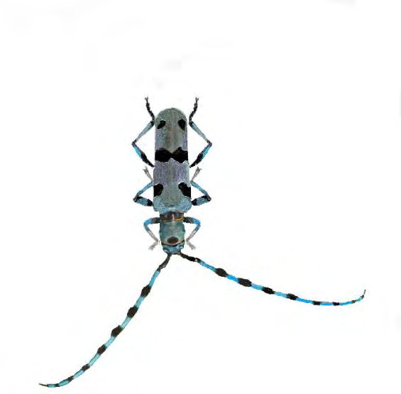 Figure 5: Approximately true size representation of the Alpine longhorn beetle (Rosalia alpina), a species with vulnerable conservation status (IUCN 2.3; least concern (LC) at European level, IUCN 3.1) of the family of Cerambycidae. The longhorn beetles are protected, saproxylic beetles, i.e. they live on dead wood either for food or shelter.43 One may wonder whether a certain predilection for the preservation of the Alpine longhorn, the giraffe of the beetles, is inspired by its beauty of color or proportion?