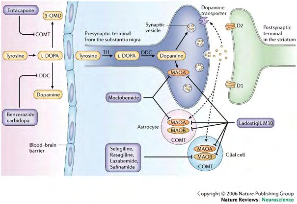 Figure 1: Synthesis and metabolism of Dopamine by MAO A and MAO B: The tyrosine hydroxylase (TH) catalyzes the conversion of tyrosine to levodopa (l-DOPA), which is then decarboxylated by dopa decarboxylase (DDC) to release dopamine. Intraneuronal monoamine oxidase A (MAOA), as well as glial and astrocyte MAOA and MAOB, metabolize dopamine. Selective MAOA and MAOB antagonists (selegiline, rasagiline, and safinamide, for example) have little impact on steady-state striatal dopamine levels, but prolonged therapy with these medications improves dopamine production, probably due to enhanced endogenous brain amines or receptor regulation [7].