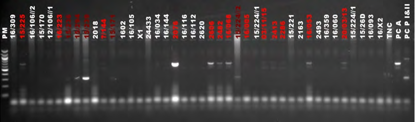 Figure 1: Amplification by multiplex PCR from PsI. PM: 100 bp molecular weight markers; TNC: Negative control; PCA: Positive control C. albicans; PCP I & II: Positive control C. parapsilosis type I and type II